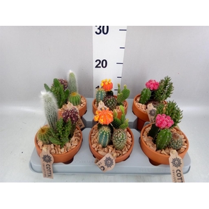 Arr.  Cactus L%