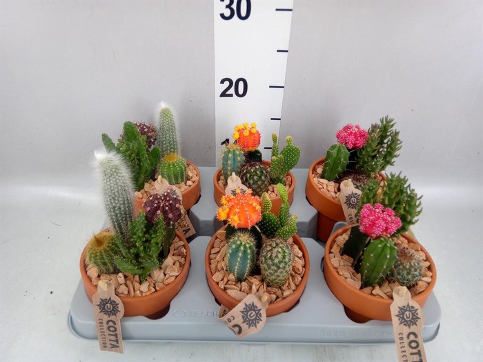 <h4>Arr.  Cactus L%</h4>