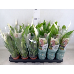 Spathiphyllum  'Pearl Cupido'