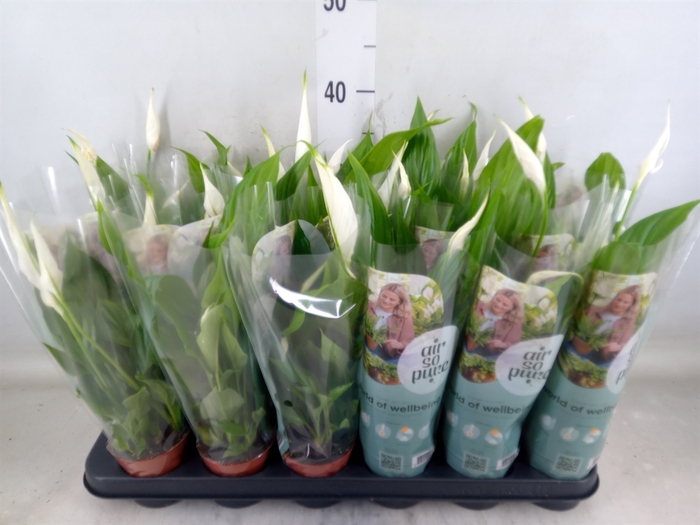 <h4>Spathiphyllum  'Pearl Cupido'</h4>