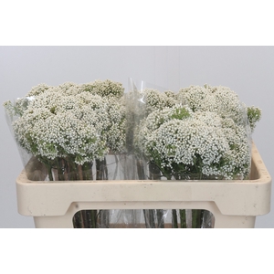 Ozothamnus Booming White