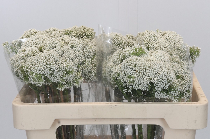 <h4>Ozothamnus Booming White</h4>
