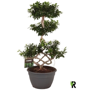 Ficus Mi Ginseng vormen FMICCKP35110