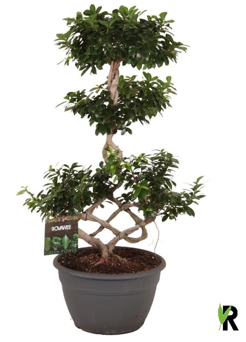 <h4>Ficus Mi Ginseng vormen FMICCKP35110</h4>