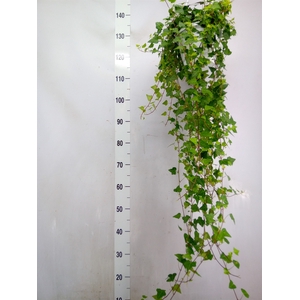 Hedera helix 'Anna'