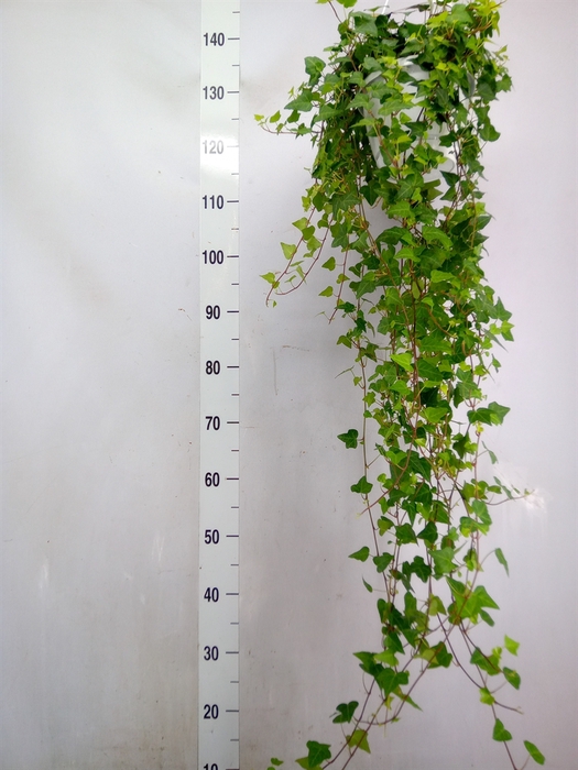 <h4>Hedera helix 'Anna'</h4>