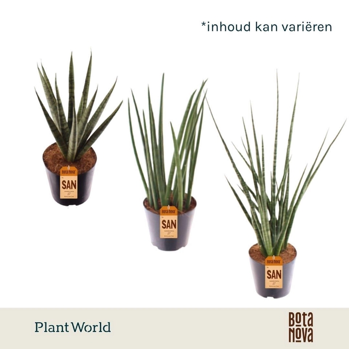 <h4>Sansevieria Cylindrica</h4>