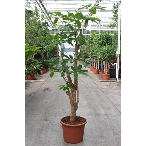 <h4>Schefflera actinophylla 'Amate’</h4>