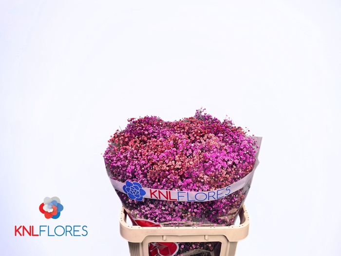 <h4>GYPS KLB H%</h4>