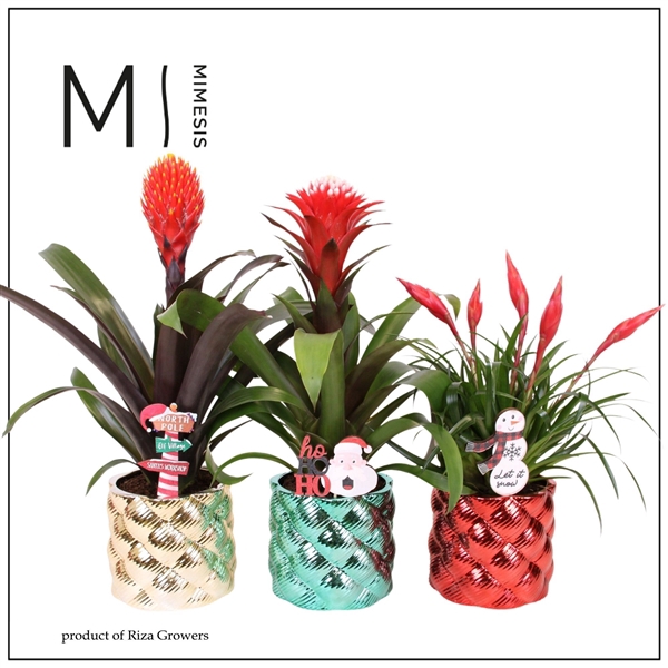 <h4>Bromelia variés</h4>