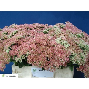 Sedum Herbstfreude HJ Van Splunder
