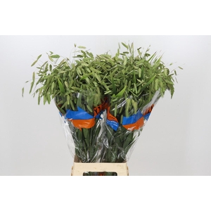 Chasmanthium Green
