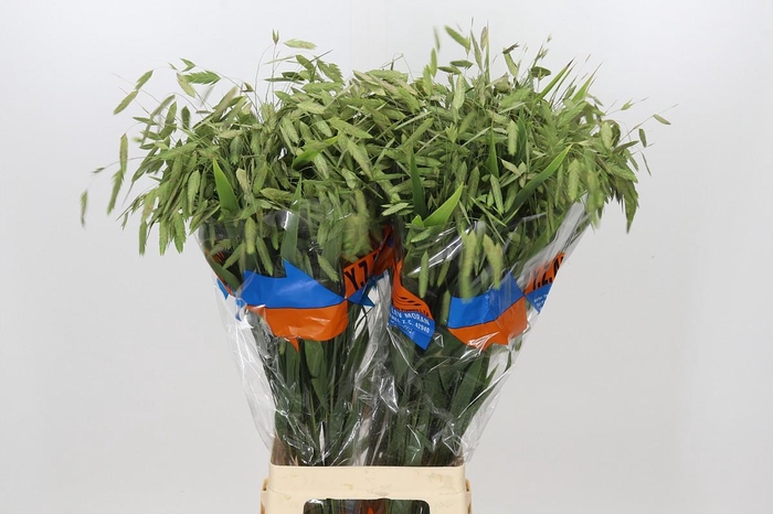 <h4>Chasmanthium Green</h4>