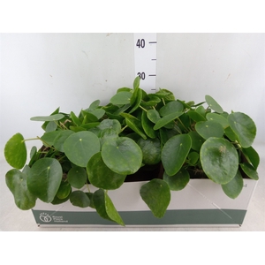 Pilea peperomoides