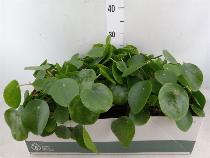 <h4>Pilea peperomoides</h4>