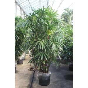 Rhapis excelsa
