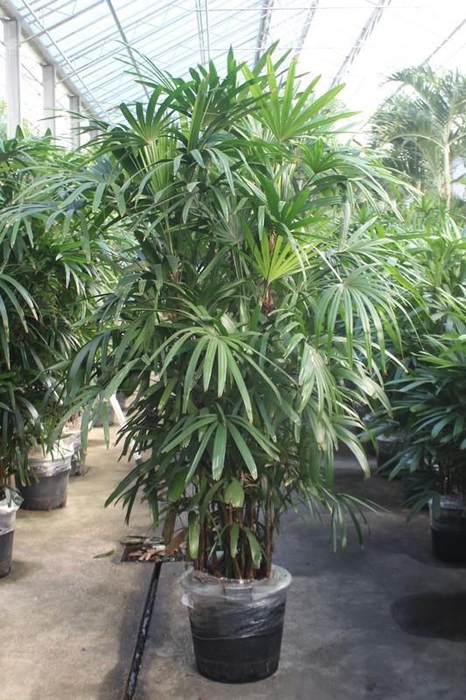 <h4>Rhapis excelsa</h4>