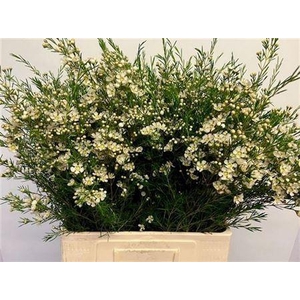 Chamelaucium Ofir White