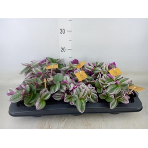 Tradescantia cerinth. 'Nanouk'