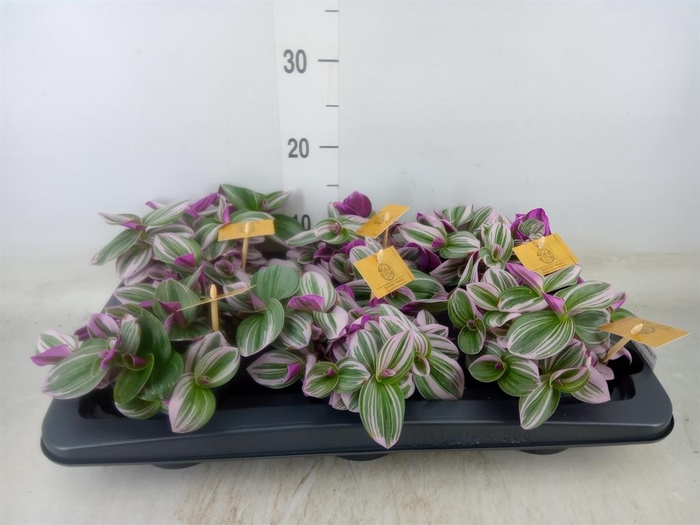 <h4>Tradescantia cerinth. 'Nanouk'</h4>