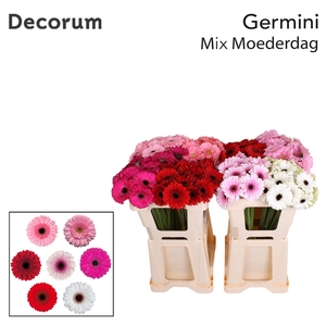 Germini Mix Moederdag Water