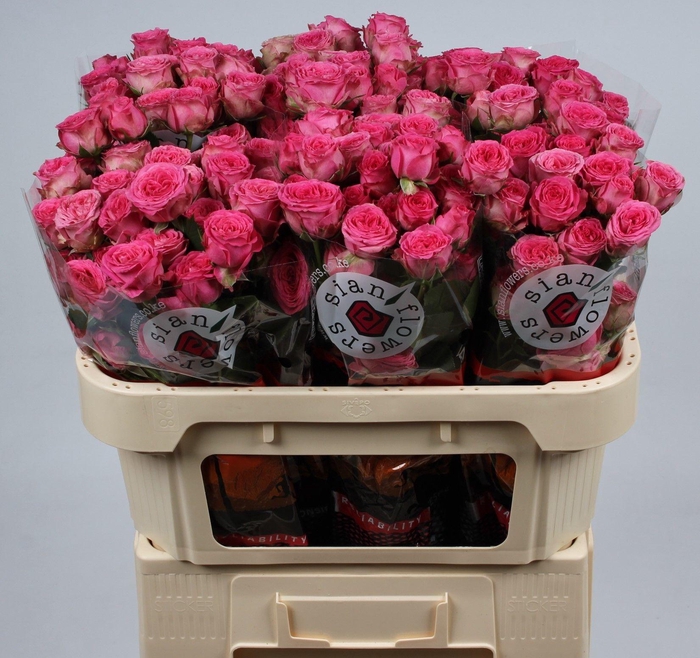 <h4>R TR ELISANA</h4>