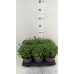 Lavandula stoec. 'Anouk'