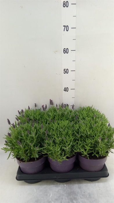 <h4>Lavandula stoec. 'Anouk'</h4>