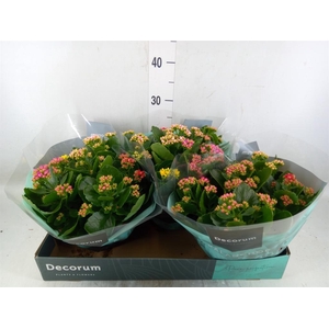 Kalanchoe blos.   ..rosebud mix/pot