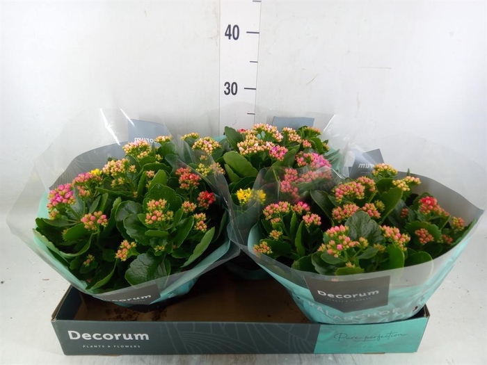 <h4>Kalanchoe blos. ..rosebud mix/pot</h4>