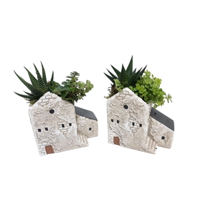 Arr.   Kamerplant Groen L%