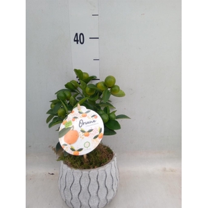 Arr.   Tuinplanten H%