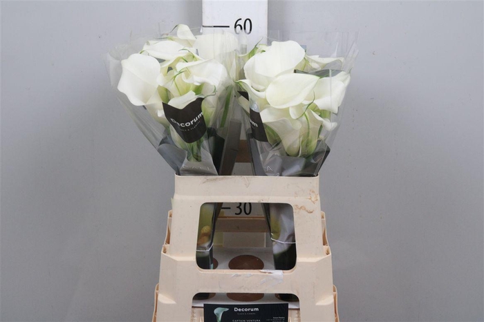 <h4>Zant Capt Ventura</h4>