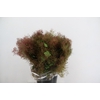 COTINUS VELUS 200GR
