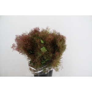 COTINUS VELUS 200GR