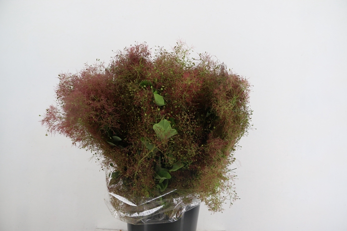 COTINUS VELUS 200GR