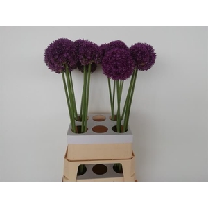 ALLIUM AMBASSADOR
