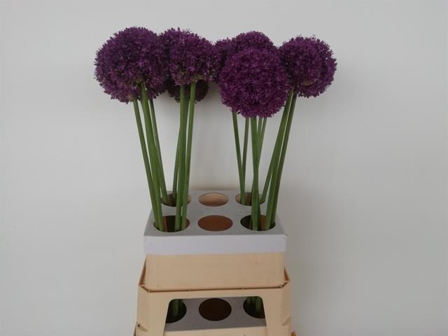 ALLIUM AMBASSADOR