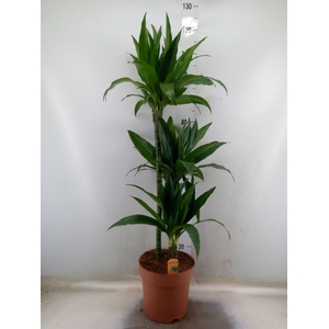 Dracaena frag. 'Janet Craig'