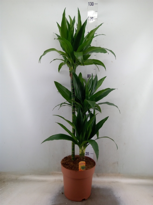 <h4>Dracaena frag. 'Janet Craig'</h4>