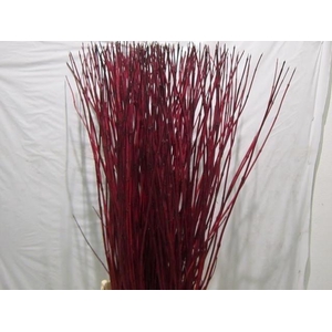 CORNUS ALBA SIBIRICA 120 CM