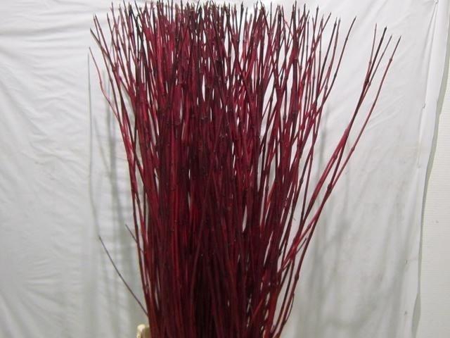 <h4>CORNUS ALBA SIBIRICA 120 CM</h4>