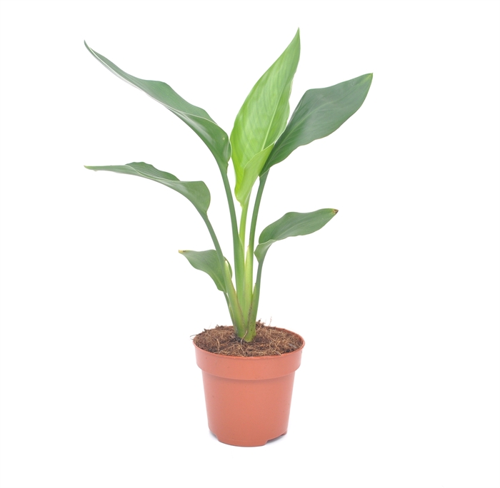 <h4>Strelitzia reg.   ...no flowers</h4>