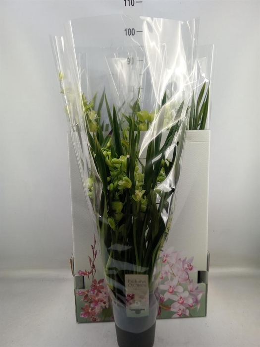 <h4>Cymbidium   ...</h4>