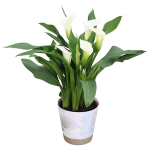 Zantedeschia Fresco Calla wit met Kerst potcover