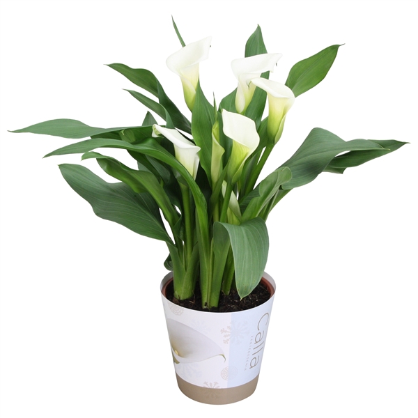 <h4>Zantedeschia Fresco Calla wit met Kerst potcover</h4>