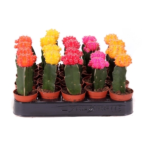 Gymno mix kleur geent 5,5 cm