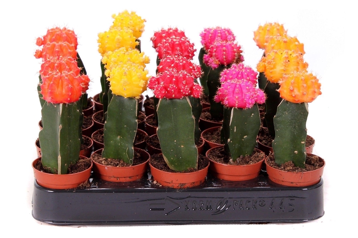 <h4>Gymno mix kleur geent 5,5 cm</h4>