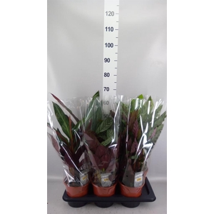 Calathea ...mix 4