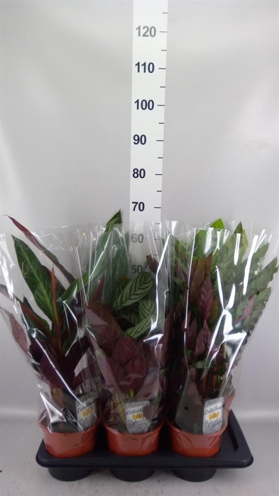 <h4>Calathea   ...mix 4</h4>